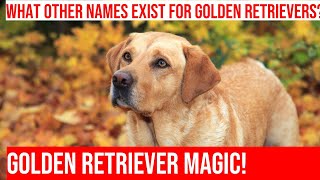 Uncovering the Different Names of the Golden Retriever Breed