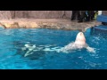 新人♂ベルーガとナナ&ミライのファーストコンタクト1 ※動物の出血シーンが含まれています