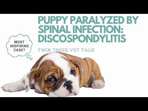 Video: Paralizirana šteneta pronađena s peletom u kralježnici ima nesalomivi duh