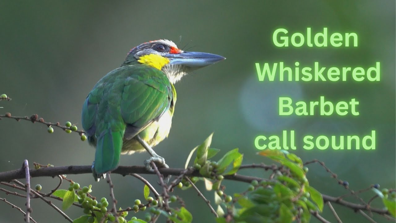 golden whiskered barbet call sound