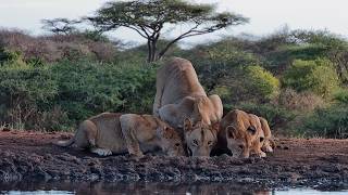 These Lions Look Like Theyve Had a VERY Big Lunch