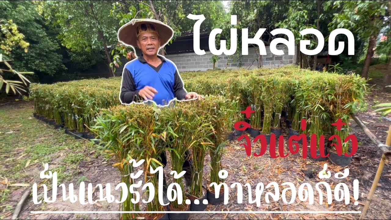 ไผ่หลอด…จิ๋วแต่แจ๋ว …ทำแนวรั้วได้  ทำหลอดก้อดี!!