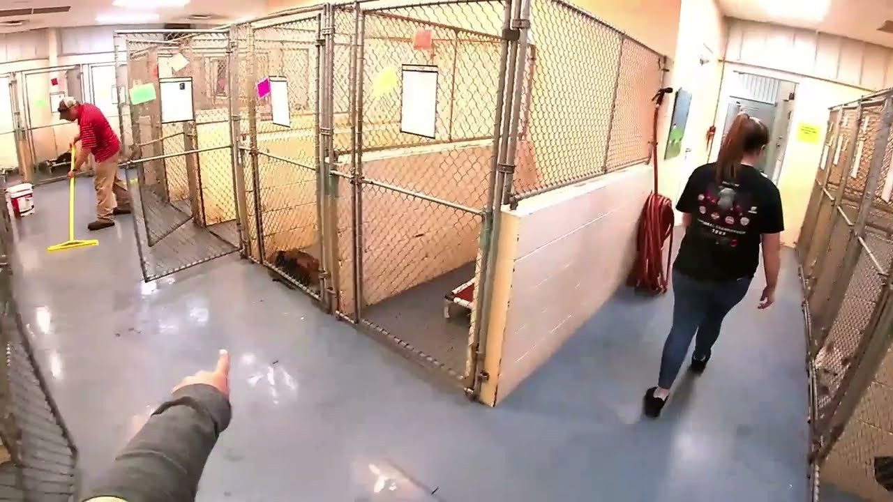 From Rescue to Adoption, Misfit Shepherds is a German Shepherds Best Friend.