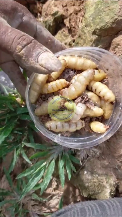 Hunting termite queens for fishing bait