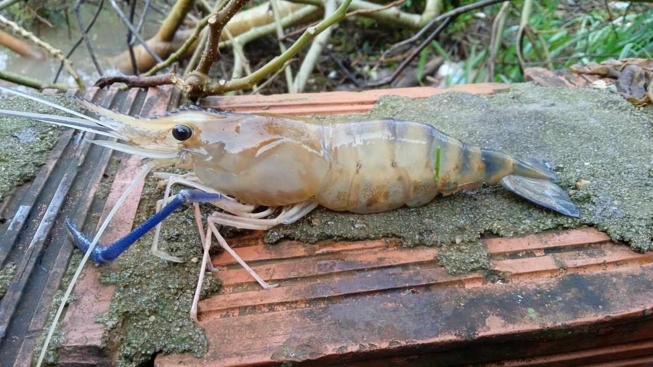 魚の罠​ 非常に大きなエビのエントリーAmazing  Survival​   Part​ 23