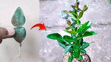 New skills! How to grow a Kaffir lime tree from kaffir lime leaves in pot