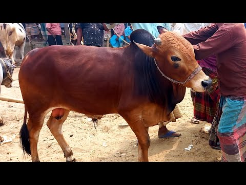 আজ ১৭ মার্চ ২৩ | খামার উপজগি দেশাল ষাঁড় গরুর দাম জানুন | পঞ্চগড় হাট | Know Shahiwal bull cow price