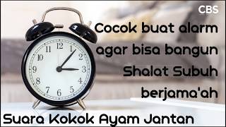 Suara Kokok Ayam Jantan | Cocok Buat Alarm agar Bisa Bangun Shalat Subuh Berjama'ah