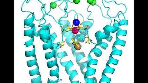 Knock-off mechanism of Ca2+ permeation – Sobolevsky Lab