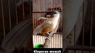 Download Lagu Kleperan mewah MP3 Download Lagu Kleperan mewah MP3