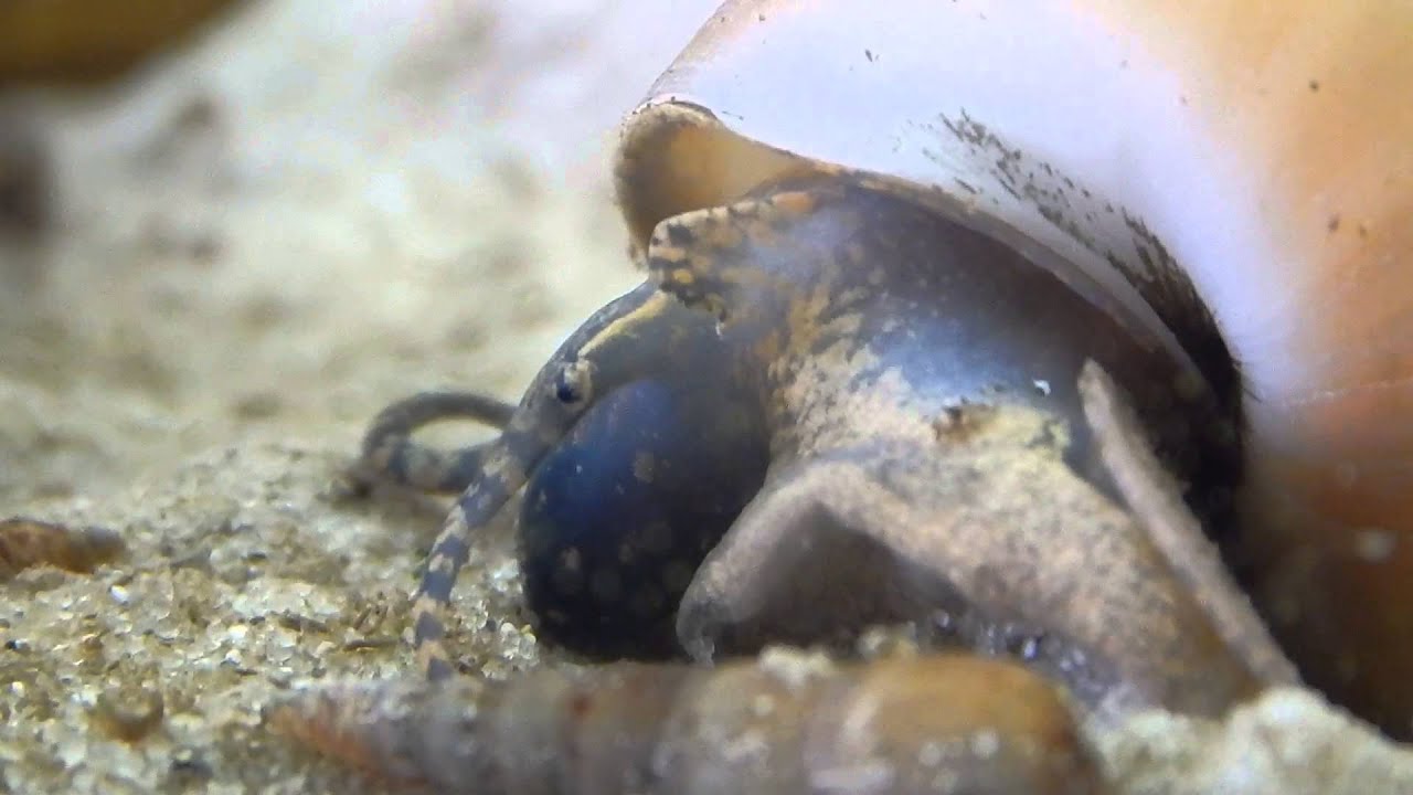 White Snail - Filopaludina martensi