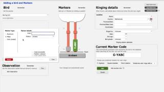 Marked Birds Database - Adding a bird with medium colour rings