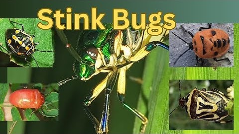 Macro Stink Bugs || No Talking 