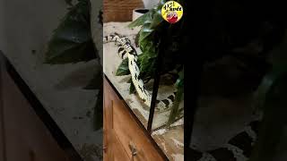 Krsn Princezna  snake snakegame snakehead had snakes snake hadisvet hadis hadi