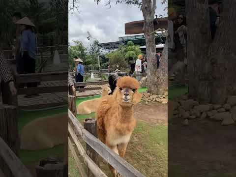 Full video on my channel 😁😁 #travel #nhatrang #dalat #hochiminh  #halal