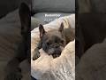 もしも愛する子(犬)がいるならば覚えておきたい…