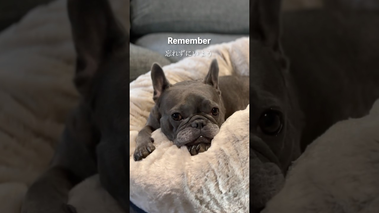 もしも愛する子(犬)がいるならば覚えておきたい…
