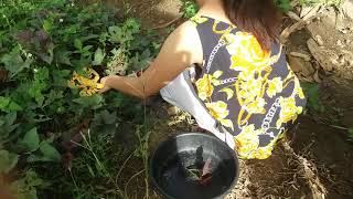 Adto Me Silingan Mangayo Ug Talbos Ng Kamote Fe Acquisa Thank You