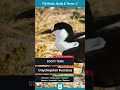 Sooty Tern