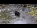 Чёрный медведь ловит рыбу в реке