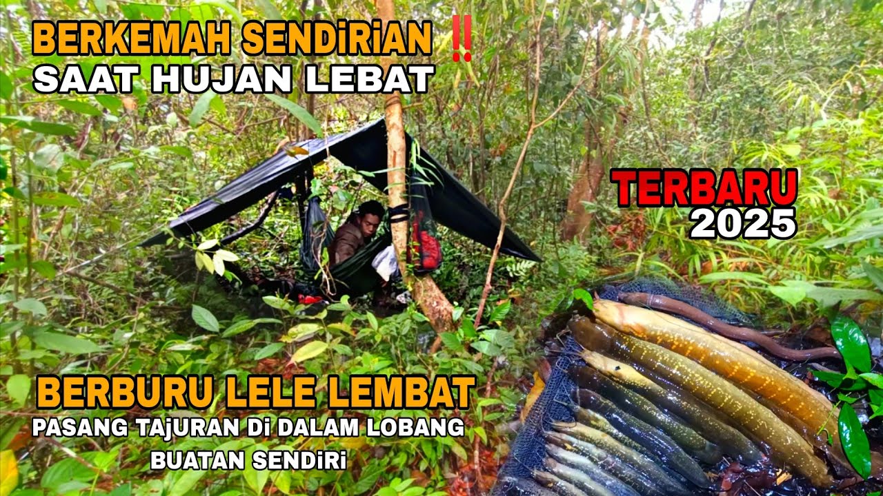 BERKEMAH SENDIRIAN di HUTAN SAAT HUJAN LEBAT‼️ Berburu Lele Lembat pasang tajuran di dalam lobang..