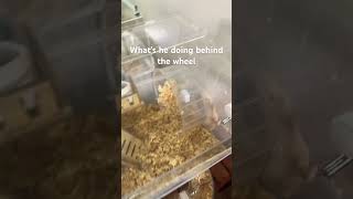 (HES not dead) The Hamster sleeping behind The Wheel