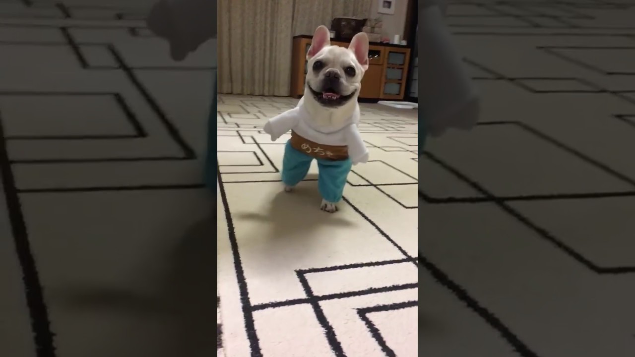 めちゃコミック めちゃ犬コスプレ 第6弾 はなびちゃん Youtube