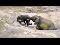 MOTHER ELEPHANT SAVES BABY FROM DROWNING!