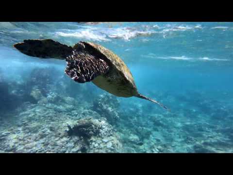 GoPro Hero 7 Black Maui Snorkeling 4K Hypersmooth - SEA TURTLES GALORE!