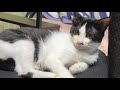 【子猫配信】猫カビが見つかりましたので2匹は別々になりました