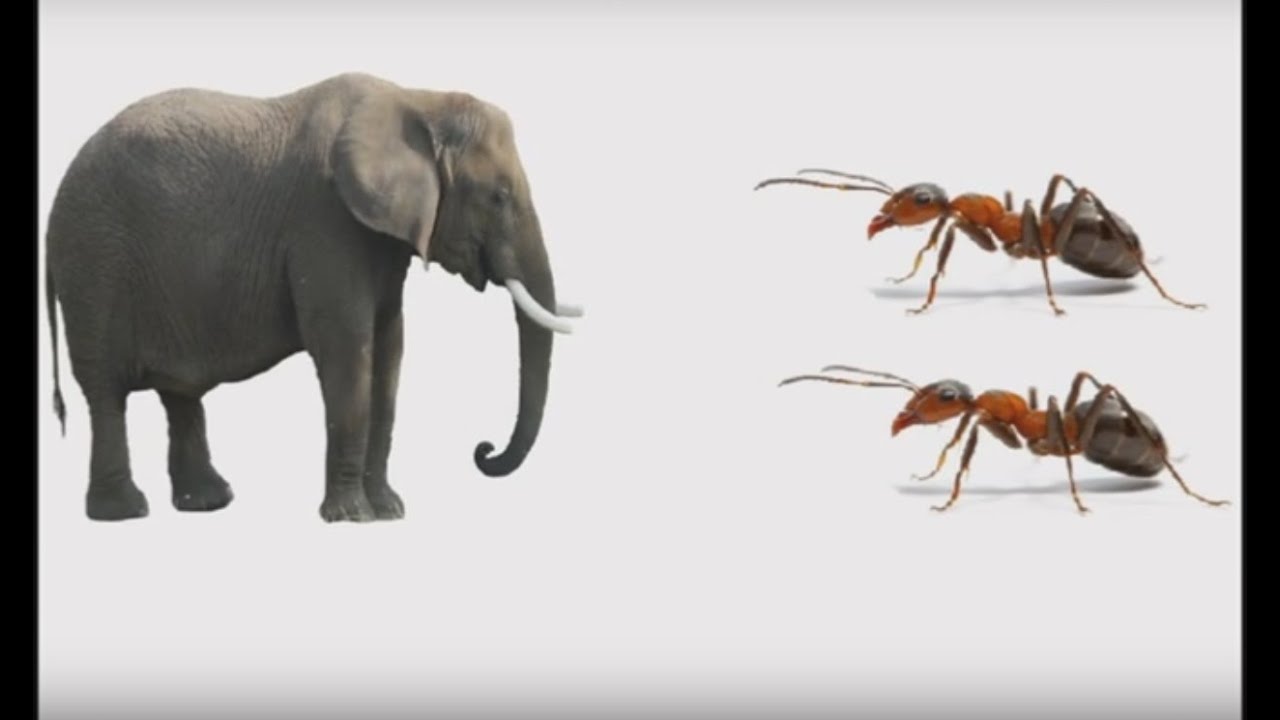 Christian jokes Telugu 5 ( Mini Messages ) - Ants fight with Elephant -  YouTube