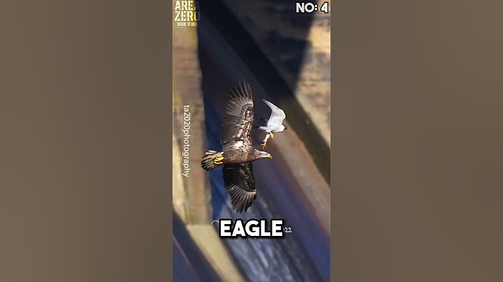 Top 5 Peregrine falcon attacks 🥶🔥 #peregrinefalcon #hunting