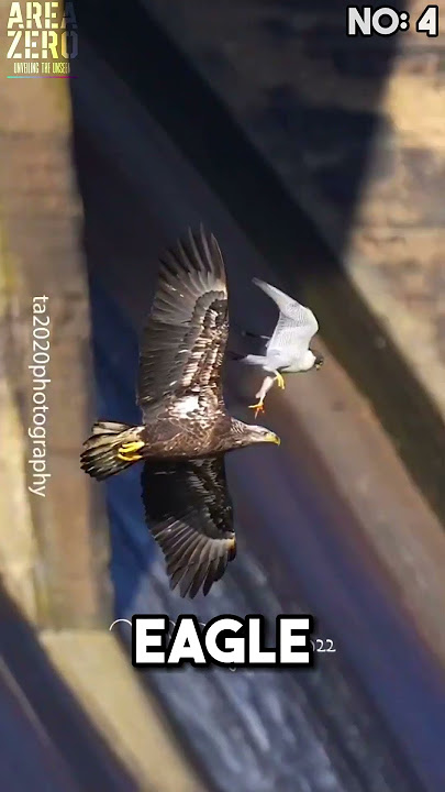 Top 5 Peregrine falcon attacks 🥶🔥 #peregrinefalcon #hunting