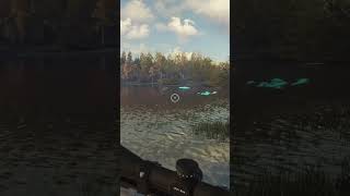 My Boy The Lynx Was Stuck. Had To Shoot Him