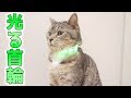 猫が光る首輪を着けてみた ～その1～ 。ボールにケリケリする猫【猫 かわいい】
