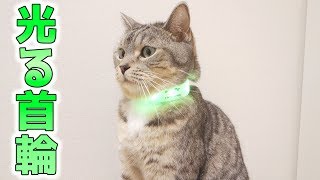 猫が光る首輪を着けてみた ～その1～ 。ボールにケリケリする猫【猫 かわいい】