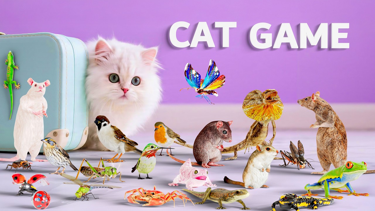 CAT GAMES | Ultimate 3D Game for Cats to Watch – Best CAT TV Compilation ! 😻 4K60FPS CAT GAMES | Ultimate 3D Game for Cats to Watch – Best CAT TV Compilation ! 😻 4K60FPS