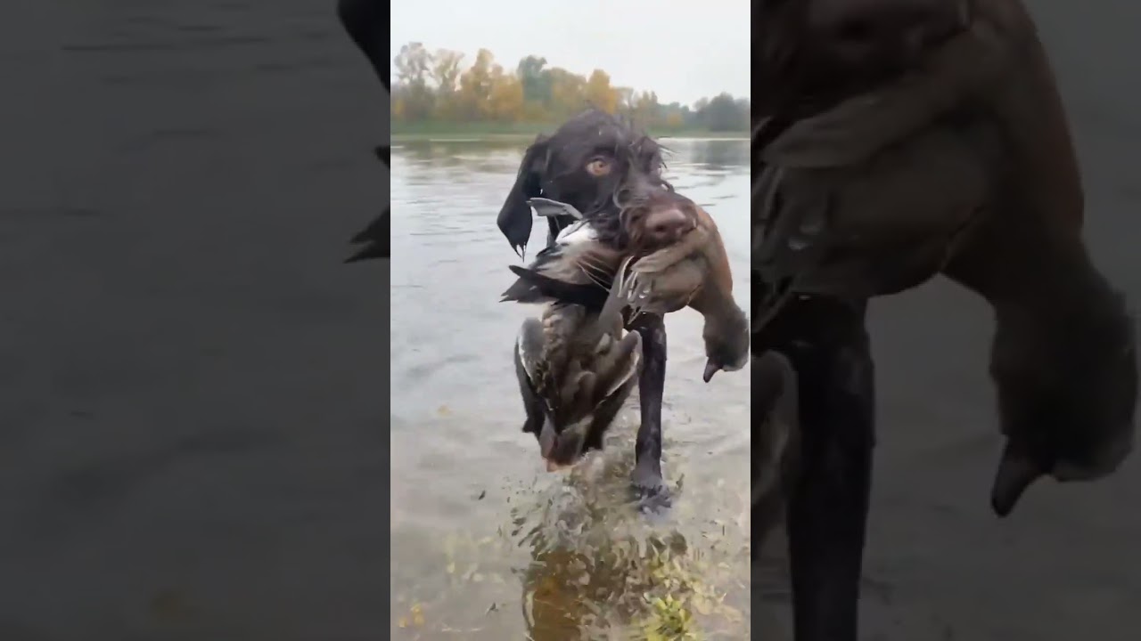 Double wigeon retrieve 