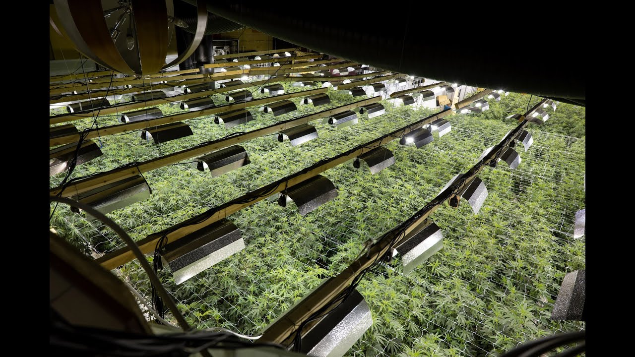 Cannabis factory discovered at former Northampton casino