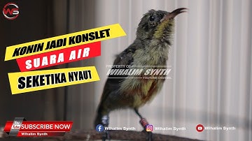 CALON KONSLET IKUT GACOR ! KONIN TROTOL GACOR & SUARA AIR COCOK UNTUK TERAPI PANCINGAN KOLIBRI NINJA