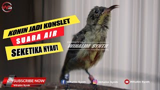 CALON KONSLET IKUT GACOR ! KONIN TROTOL GACOR & SUARA AIR COCOK UNTUK TERAPI PANCINGAN KOLIBRI NINJA