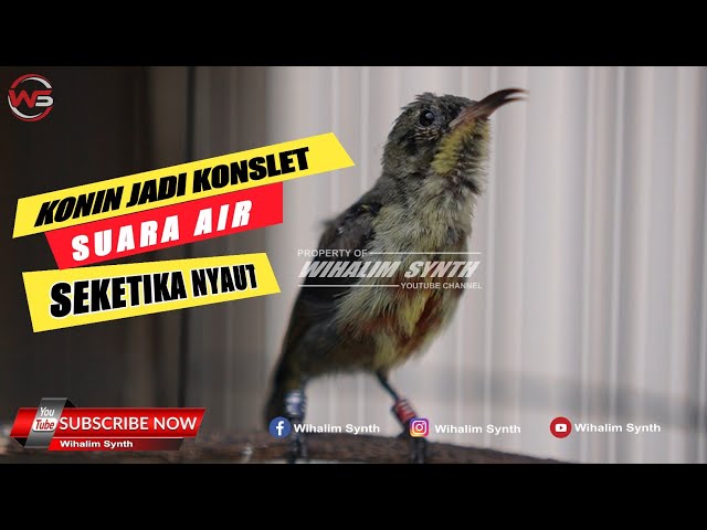 CALON KONSLET IKUT GACOR ! KONIN TROTOL GACOR & SUARA AIR COCOK UNTUK TERAPI PANCINGAN KOLIBRI NINJA class=