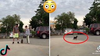 Run In Opposite Directions And See Who Your Dog Loves More Tiktok Trend