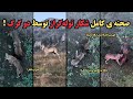 صحنه ی کامل شکار گرگ ها در جنگل های هیرکانی 