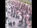 The pigeons are coming for you shorts youtubeshorts meme funnycompilatipns dankmemes onlymeme