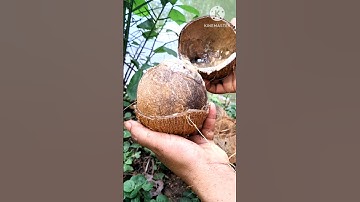 How to remove COCONUT Flesh From Shell #shorts #viralvideo