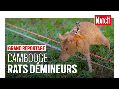 Démineurs au Cambodge : les rats en première ligne