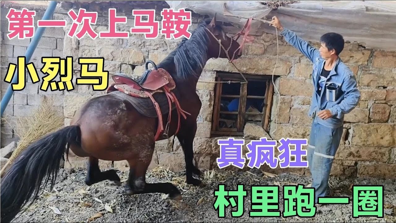 小烈马第一次上马鞍，反应真激烈，主人还带它在村里跑一圈，能作