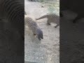 حيوان المدرع الحفار الماهر Armadillo 