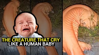 The strange creature has a cry like a crying baby, causing confusion